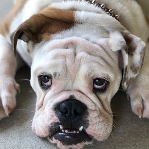 Meet your Posher, Anthony